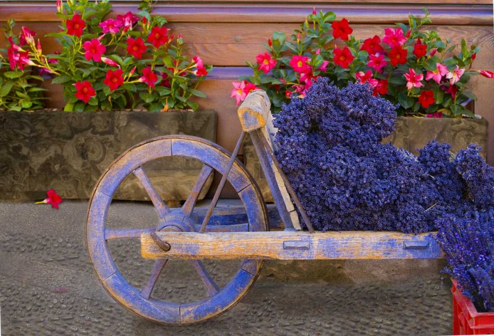 France, Provence, Sault Cart with fresh lavender art print by Jim Zuckerman for $57.95 CAD